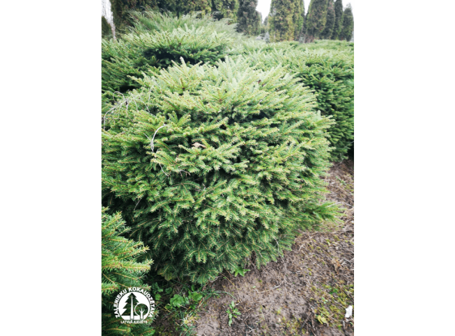 Picea abies   'Nidiformis'
